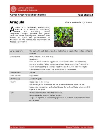 Cover Crop Fact Sheet Arugula-2 - Horticulture - Cornell University