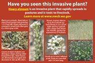 Hoary alyssum - Washington State Noxious Weed Control Board