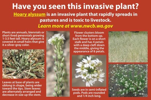 Hoary alyssum - Washington State Noxious Weed Control Board