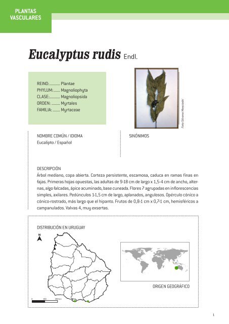 Eucalyptus rudis Endl.