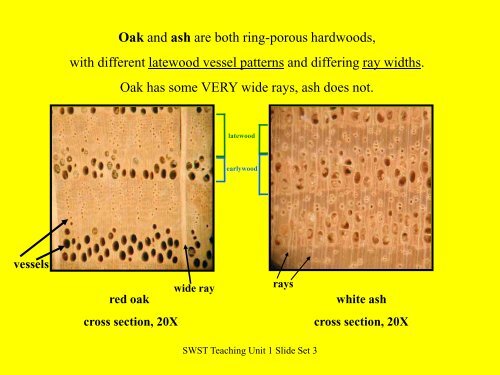 Wood Identification - Society of Wood Science and Technology