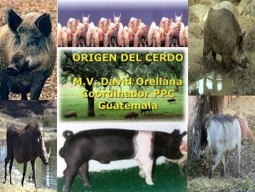 Cerdo DomÃ©stico - Centro de InformaciÃ³n de Actividades Porcinas