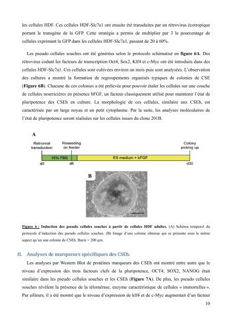 Reprogrammation de cellules somatiques en cellules souches - M2 ...