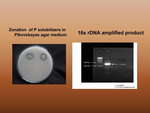 Agronomic Investigation of New Microbial Isolates as Bio fertilizers ...