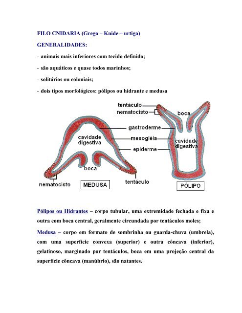 FILO CNIDARIA