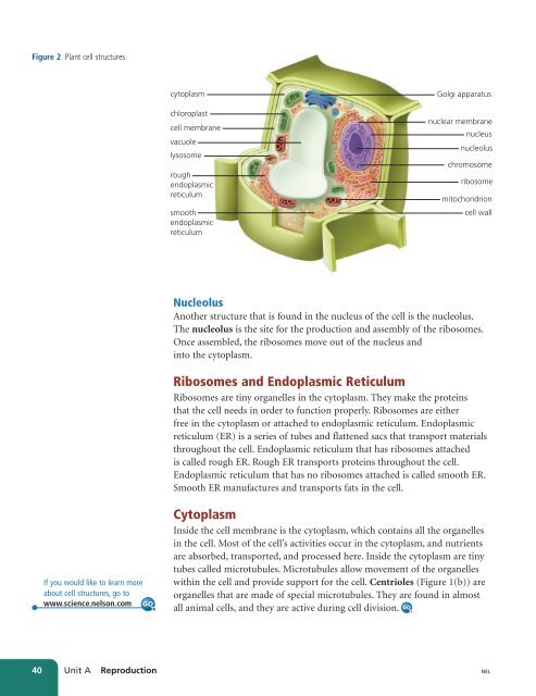 Unit A Reproduction