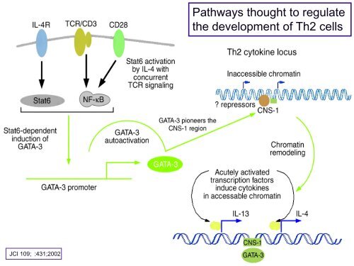 Peripheral B and T cell differentiation - University Institute of ...