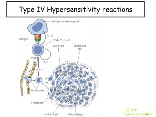 Peripheral B and T cell differentiation - University Institute of ...