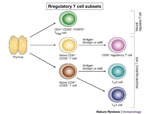 Peripheral B and T cell differentiation - University Institute of ...