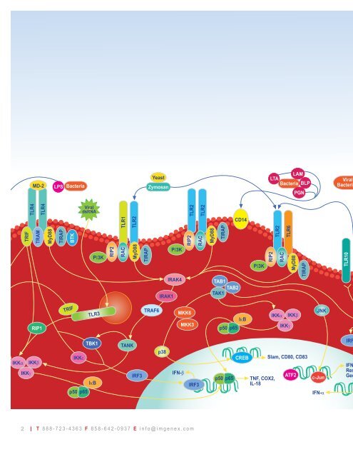 Immunology & Inflammation