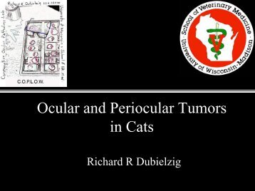 Ocular and Periocular Tumors in Cats
