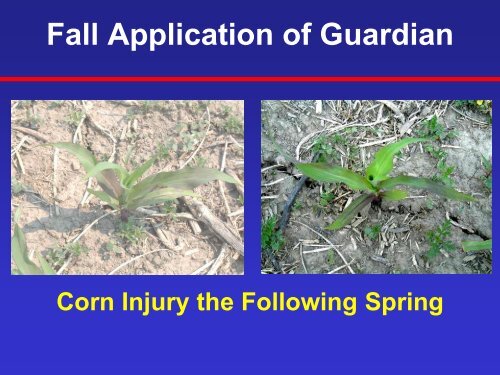 Weed Management in Corn - University of Guelph