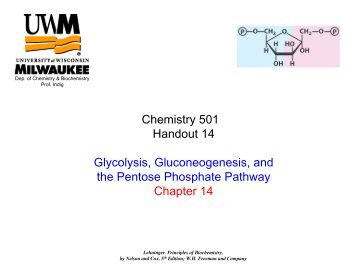 Chemistry 501 Handout 14 Glycolysis, Gluconeogenesis, and the ...