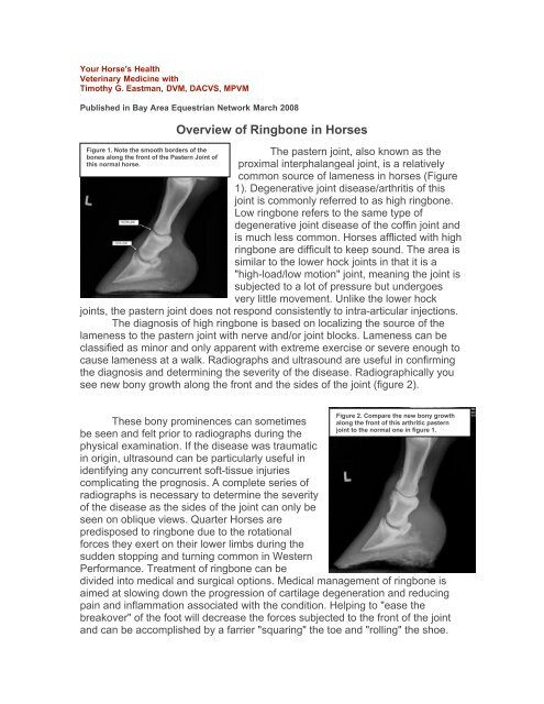 Overview of Ringbone in Horses - Steinbeck Country Equine Clinic ...