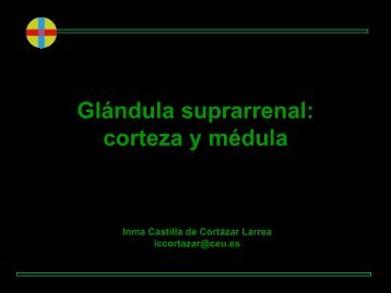 Glucocorticoides-Medula Suprarrenal-Respuesta ... - VeoApuntes.com
