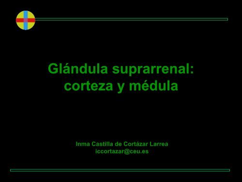 Glucocorticoides-Medula Suprarrenal-Respuesta ... - VeoApuntes.com
