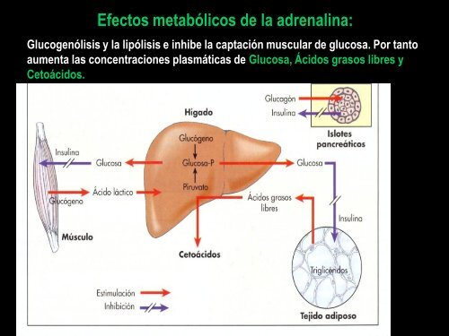 Glucocorticoides-Medula Suprarrenal-Respuesta ... - VeoApuntes.com