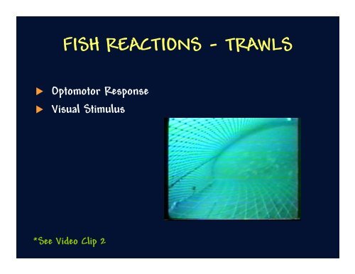 Fish Behavior & Gear Selectivity - Rhode Island Sea Grant ...