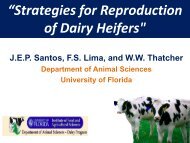 Strategies for reproduction of dairy heifers - Florida Dairy Extension