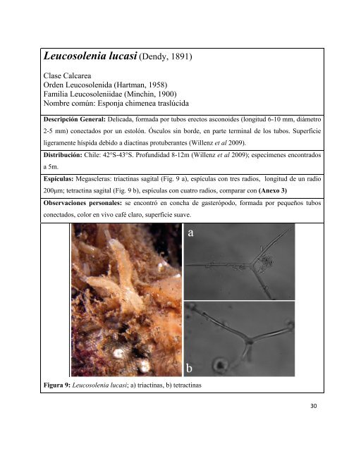 Haliclona (Reniera) caduca - CyberTesis UACh - Universidad ...