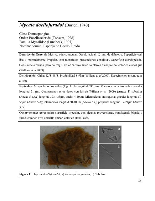 Haliclona (Reniera) caduca - CyberTesis UACh - Universidad ...