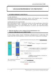 GELELEKTROPHORESE VON PROTEINEN