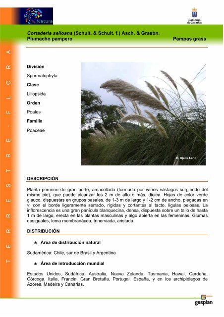 Cortaderia selloana (Schult. & Schult. f.) Asch ... - Interreg Bionatura