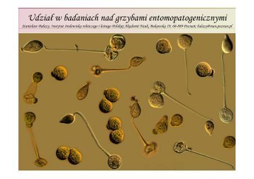 and sporulation structures of Hirsutella vandergeesti (2)