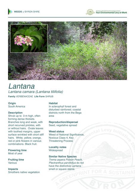 Lantana - Byron Shire Council