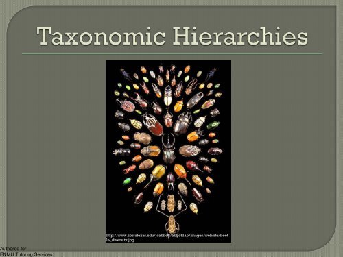 Taxonomic Hierarchies