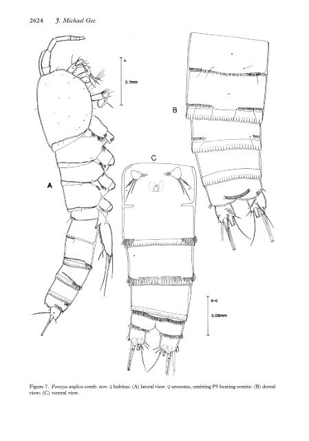 Parastenheliidae (Copepoda: Harpacticoida) from ... - Luciopesce.net