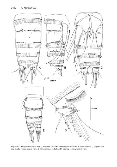 Parastenheliidae (Copepoda: Harpacticoida) from ... - Luciopesce.net