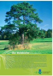 Die Waldkiefer Pinus sylvestris L. - Wilms