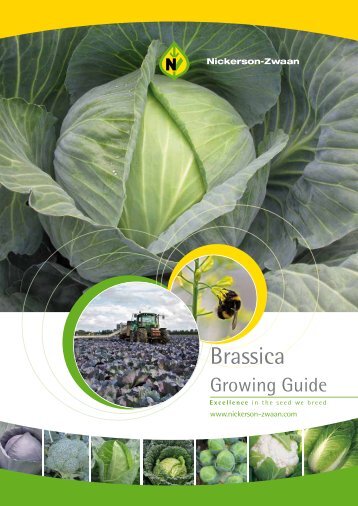 Brassica Growing Guide - Nickerson-Zwaan