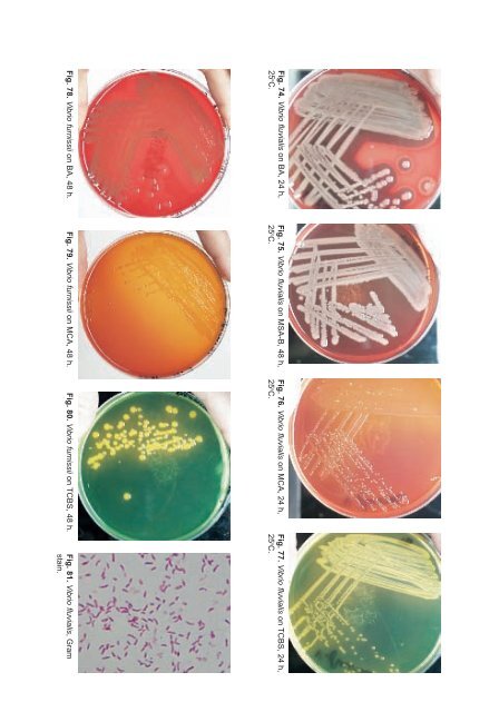 Bacteria from Fish and Other Aquatic Animals - Survival-training.info