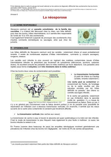 La néosporose (bovins)
