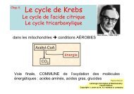 Cycle de Krebs.pdf - IBMC