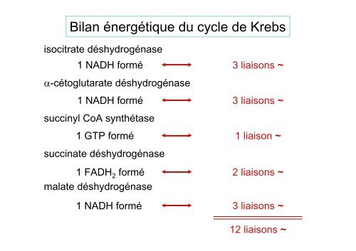 Cycle de Krebs.pdf - IBMC