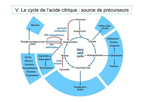 Cycle de Krebs.pdf - IBMC