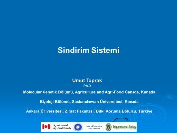 Sindirim Sistemi - Ziraat FakÃ¼ltesi - Ankara Ãniversitesi