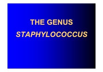 THE GENUS STAPHYLOCOCCUS - LF