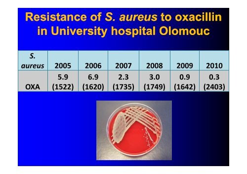 THE GENUS STAPHYLOCOCCUS - LF