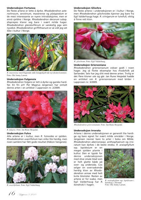 Utgave nr 3 - Den norske Rhododendronforening