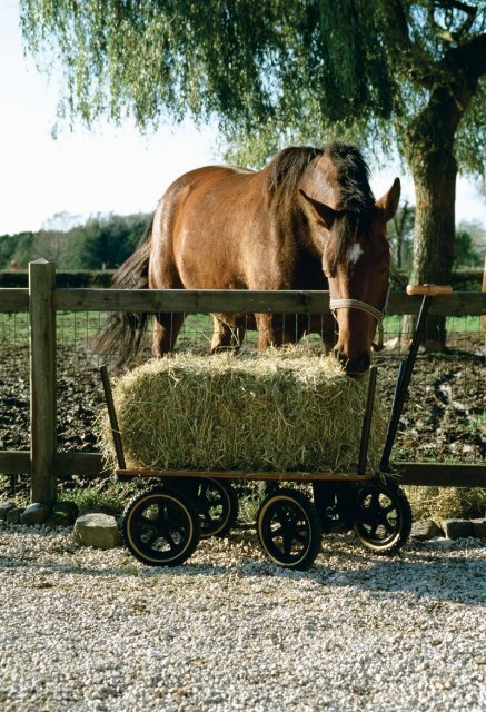 Der Allzwecktransporter Wagon