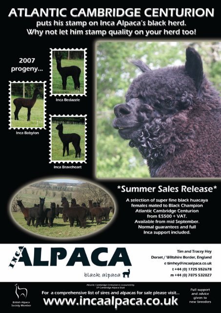 Winter - Classical MileEnd Alpacas