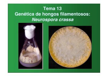 Neurospora crassa - BioScripts