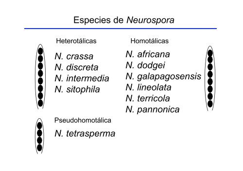 Neurospora crassa - BioScripts