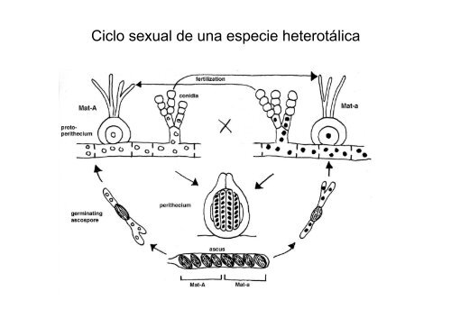 Neurospora crassa - BioScripts