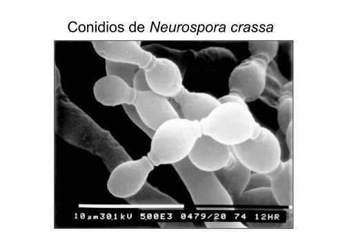 Neurospora crassa - BioScripts