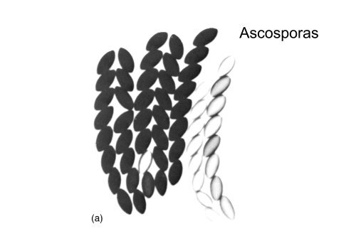 Neurospora crassa - BioScripts